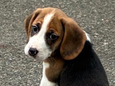 Beautiful Beagle puppies in Wexford