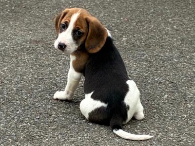 Beautiful Beagle puppies in Wexford