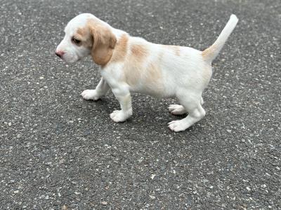 Beautiful Beagle puppies in Wexford