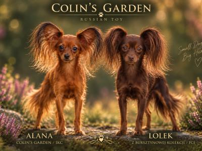 Russkiy Toy Terrier Long Haired IKC puppies in Clare