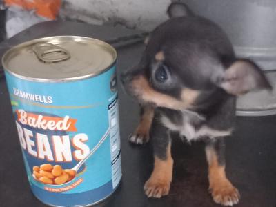 3 beautiful purebred Chihuahua puppies in Galway are ready for their forever homes