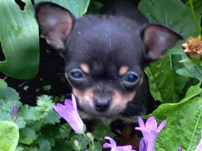 3 beautiful purebred Chihuahua puppies in Galway are ready for their forever homes