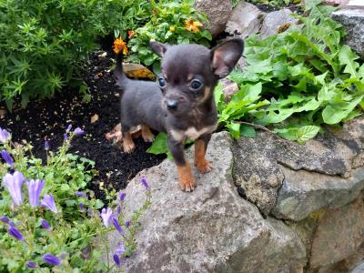 3 beautiful purebred Chihuahua puppies in Galway are ready for their forever homes