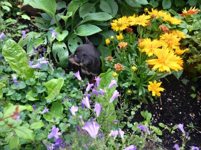 3 beautiful purebred Chihuahua puppies in Galway are ready for their forever homes