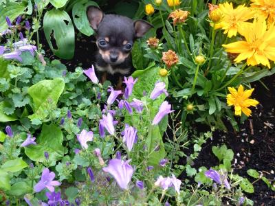 3 beautiful purebred Chihuahua puppies in Galway are ready for their forever homes