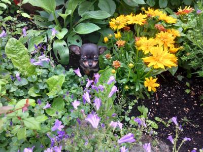 3 beautiful purebred Chihuahua puppies in Galway are ready for their forever homes