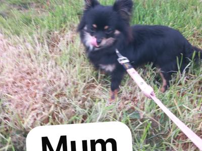 3 beautiful purebred Chihuahua puppies in Galway are ready for their forever homes