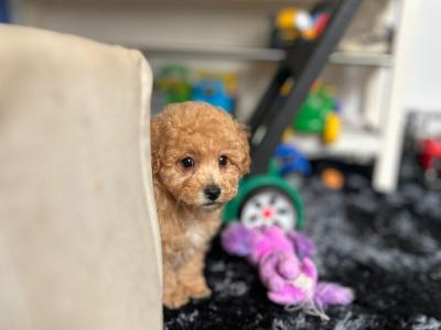 Stunning Poochon puppies in Wexford 💫