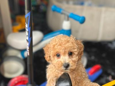 Stunning Poochon puppies in Wexford 💫