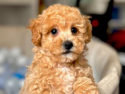 Stunning Poochon puppies in Wexford 💫
