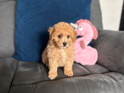Stunning Poochon puppies in Wexford 💫