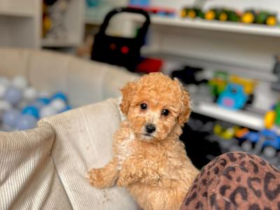 Stunning Poochon puppies in Wexford 💫