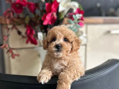 Stunning Poochon puppies in Wexford 💫