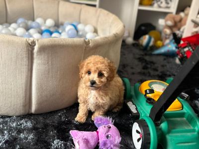 Stunning Poochon puppies in Wexford 💫