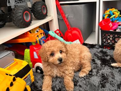 Stunning Poochon puppies in Wexford 💫