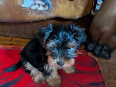 Precious Most Cutest Little Yorkshire Terrier puppies in Mayo