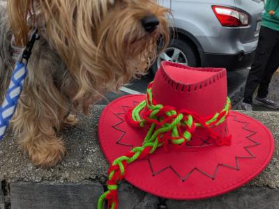 Precious Most Cutest Little Yorkshire Terrier puppies in Mayo