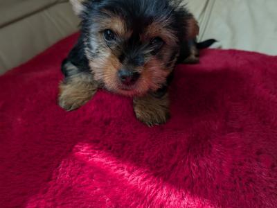 Precious Most Cutest Little Yorkshire Terrier puppies in Mayo