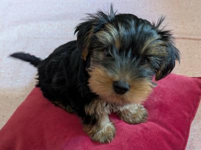 Precious Most Cutest Little Yorkshire Terrier puppies in Mayo