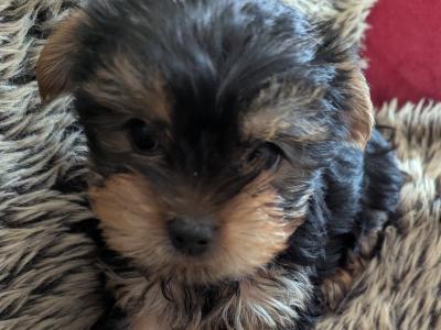Precious Most Cutest Little Yorkshire Terrier puppies in Mayo