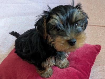 Precious Most Cutest Little Yorkshire Terrier puppies in Mayo