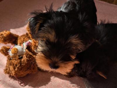 Precious Most Cutest Little Yorkshire Terrier puppies in Mayo