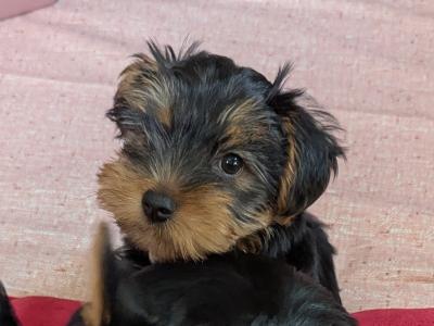 Precious Most Cutest Little Yorkshire Terrier puppies in Mayo