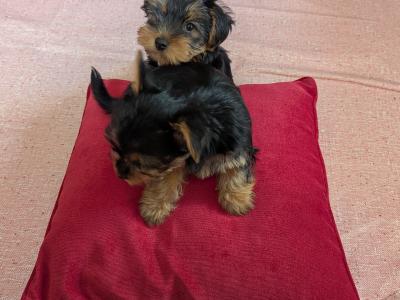 Precious Most Cutest Little Yorkshire Terrier puppies in Mayo