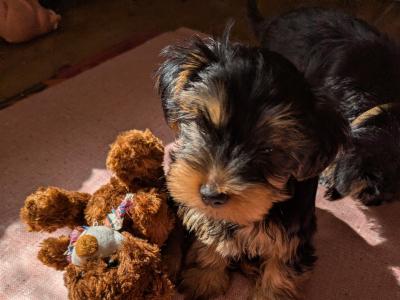 Precious Most Cutest Little Yorkshire Terrier puppies in Mayo