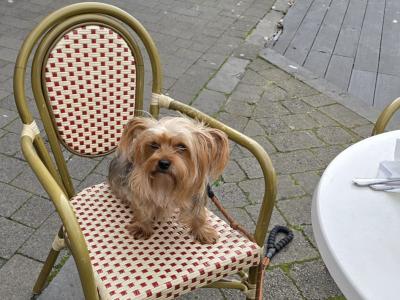 Precious Most Cutest Little Yorkshire Terrier puppies in Mayo