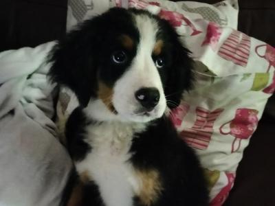 2 IKC Registered Bernese Mountain Dog pups in Carlow