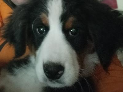 2 IKC Registered Bernese Mountain Dog pups in Carlow