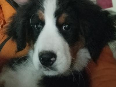 2 IKC Registered Bernese Mountain Dog pups in Carlow