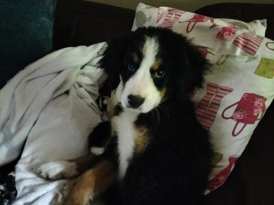 2 IKC Registered Bernese Mountain Dog pups in Carlow