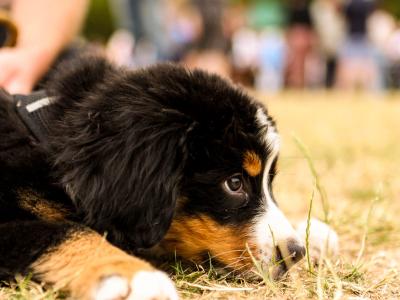 2 IKC Registered Bernese Mountain Dog pups in Carlow