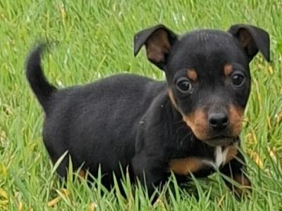 Black and Tan Jack Russell puppies in Limerick