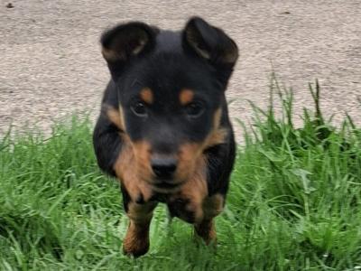 Black and Tan Jack Russell puppies in Limerick