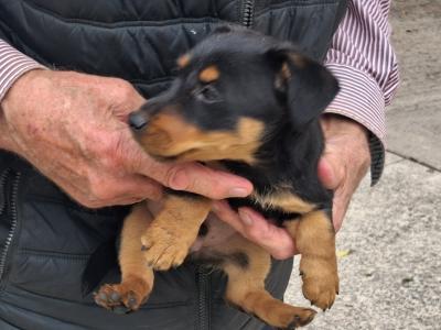 Black and Tan Jack Russell puppies in Limerick