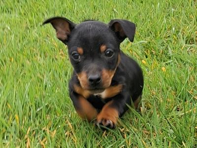 Black and Tan Jack Russell puppies in Limerick