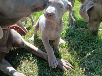 Beautiful Weimaraner puppies in Wexford