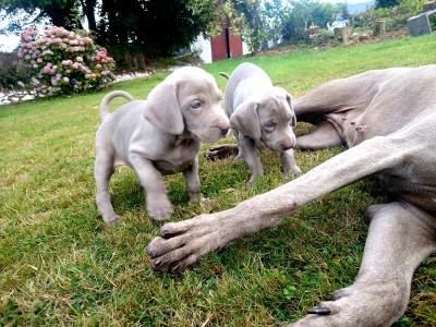 Beautiful Weimaraner puppies in Wexford