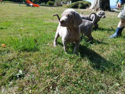 Beautiful Weimaraner puppies in Wexford
