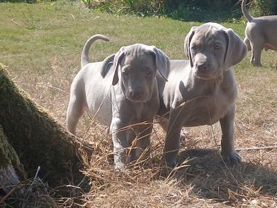 Beautiful Weimaraner puppies in Wexford