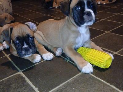Beautiful Boxer puppies in Tipperary