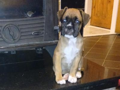 Beautiful Boxer puppies in Tipperary