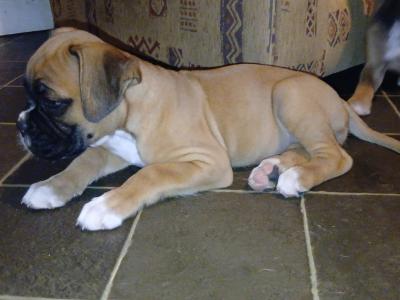 Beautiful Boxer puppies in Tipperary