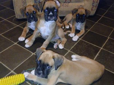 Beautiful Boxer puppies in Tipperary