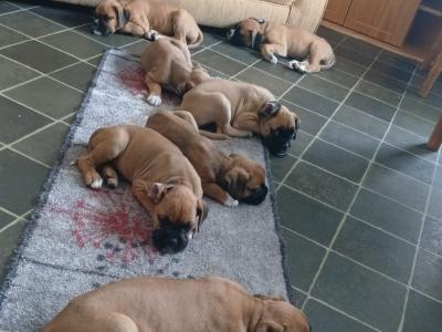 Beautiful Boxer puppies in Tipperary