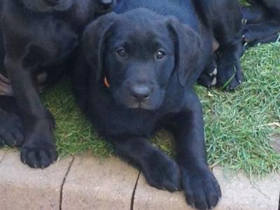 Simply the Best IKC Registered (pending) Labrador puppies in Leitrim