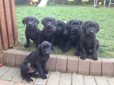 Simply the Best IKC Registered (pending) Labrador puppies in Leitrim